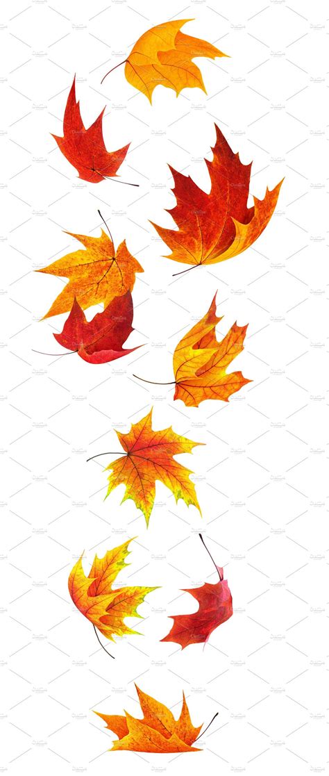 Falling Maple Leaves By Fruitsveggies On Creativemarket Maple Leaf