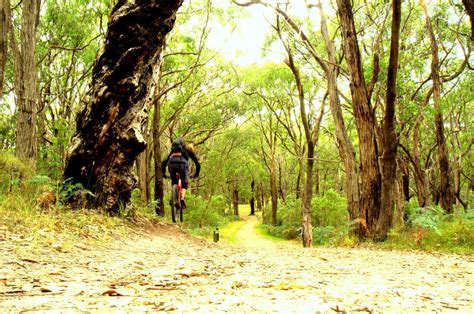Check out the best tours and activities to experience arthur's seat. Arthurs Seat MTB Park photo || SINGLETRACKS.COM