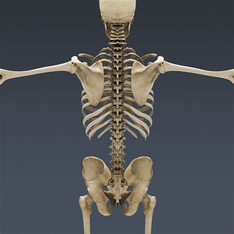 Human Skeleton Rigged Male Man 3d Model
