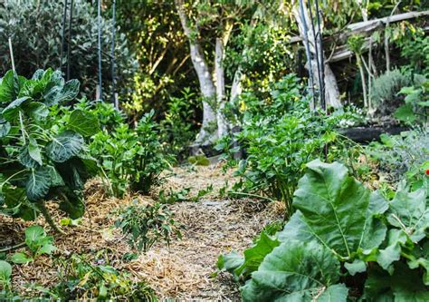 Most soil has natural structure and nutrients to feed plants while also being full of helpful microorganisms. No-Dig Garden: The easiest way to grow food- Home Grown ...