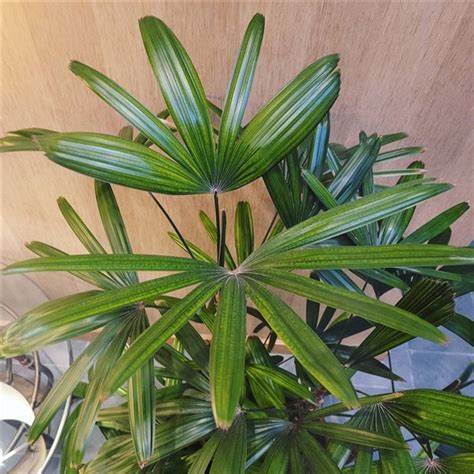Broadleaf Lady Palm Rhapis Excelsa Care And Growing Guide Balcony