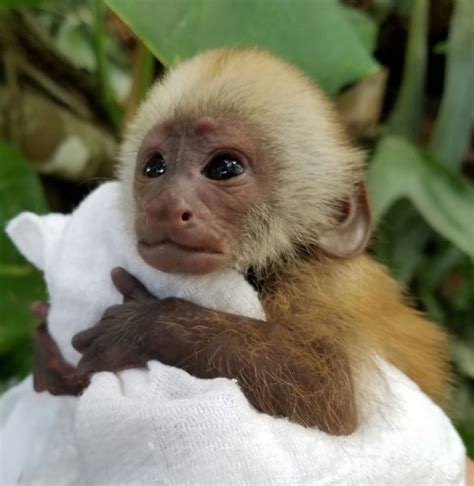 Ensure to discover a vet locally who treats primates before losing your pet monkey due to laws can be traumatic for primate monkeys and their owners but, then again we appreciate your kind concern to raise a new one. Primate Store - Monkeys for sale