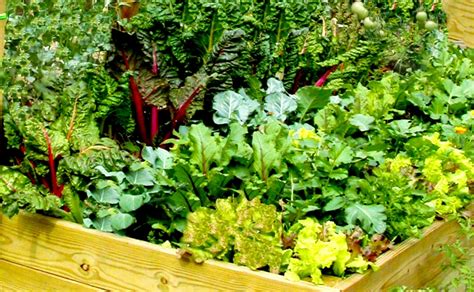 Herb And Salad Garden Yoginis Kitchen