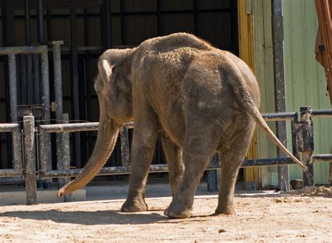 Asian Elephant | Asian Elephants play next to each other in … | Flickr