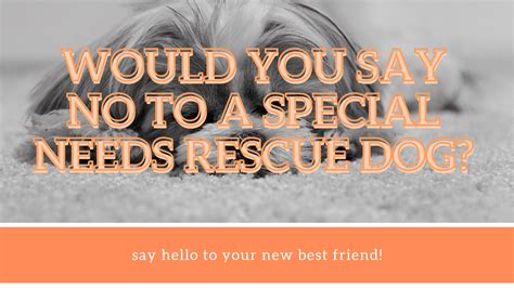 Special Needs Rescue Dogs Love A Rescue Dog