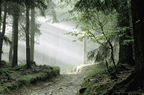 To Go Here Bavarian Forest National Park Travel Trip Journey