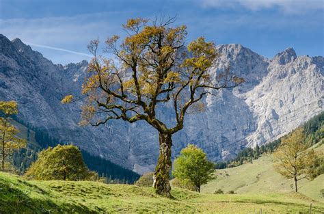Free Download Tree With Mountain Background Photo Free Tree Image On