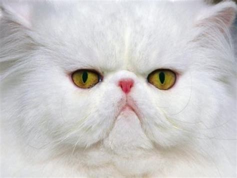 Funniest And Cute Cat Faces Pets Cute And Docile