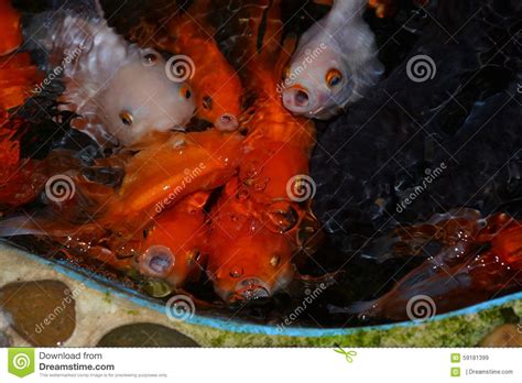 Goldfish Stock Photo Image 59181399