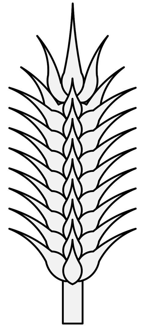 Wheat Line Drawing Free Download On Clipartmag