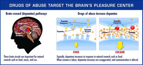 Drugs And The Brain How Drugs Affect The Brain And Causes Adiction