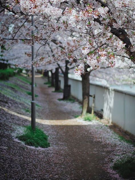 Cherry Blossom Beautiful Nature Paths Sakura