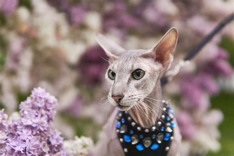 10 Hairless And Short Haired Cat Breeds That Wont Leave Fur Everywhere