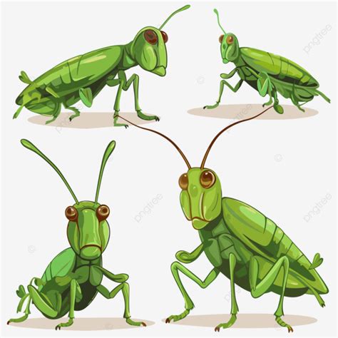 Grasshoppers Clipart Cartoon Vector Set Of Grasshoppers Set Vector Grasshoppers Clipart Png