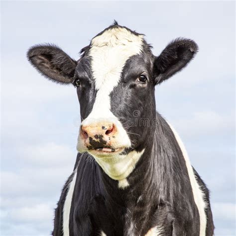 Mature Adult Black And White Cow Gentle Look Pink Nose And A Blue