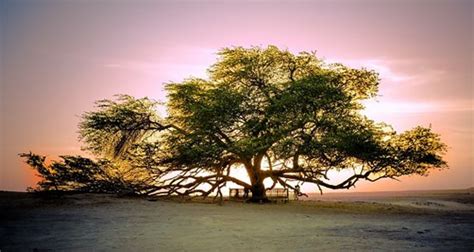 The Tree Of Life Located In Bahrain Saudia Arabia It Is