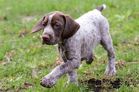 Meet The German Shorthaired Pointer