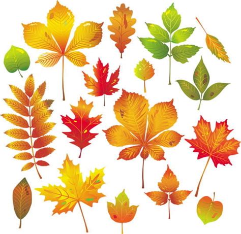 Autumn Leaves Vector Eps Uidownload