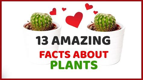 Amazing Facts About Plants Facts About Plants Fun Facts Plants
