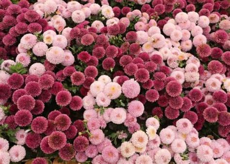 Growing Perennial Mums In Your Garden 🌸 🌿 Discover The Joys Of These