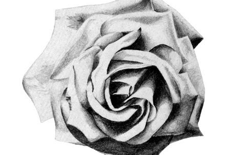 10 Beautiful Rose Drawings For Inspiration Hative