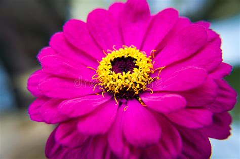 Pink Flower Macro Stock Photo Image Of Detail Flora 79245516