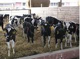 Dairy Steer Market Prices Images