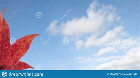 Autumn Red Maple Leaf On Blue Sky Background Stock Image Image Of