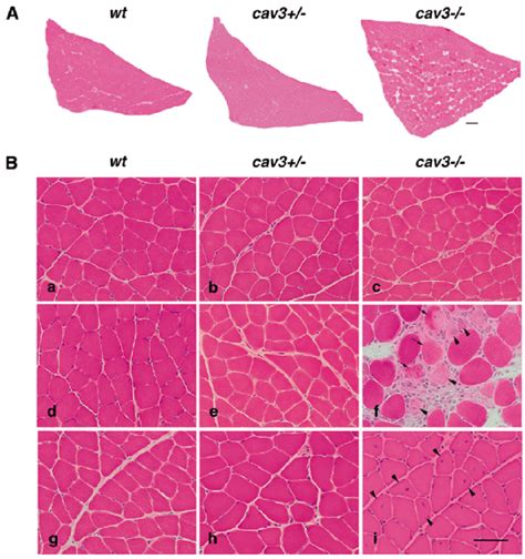 Histology Of Soleus Muscle A H E Stained Soleus Muscles From