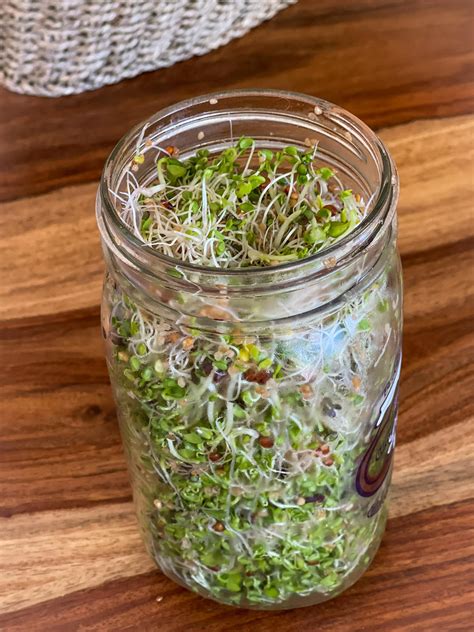 Why You Should Be Growing And Eating Sprouts In A Jar Cultured Food Life