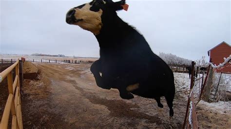 Crazy Cow Destroys Gate - YouTube