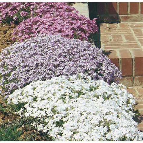 Check out our lenten rose selection for the very best in unique or custom, handmade pieces from our plants shops. 1.5-Gallon Creeping Phlox (L6559) (With images) | Creeping ...