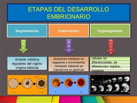 Biología Etapas Del Desarrollo Embrionario