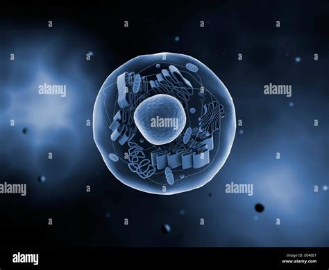 Microscopic View Of Animal Cell Stock Photo Alamy