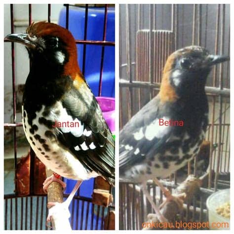 Burung decu kembang little pied flycatcher is a species of bird in the family muscicapidae. Perbedaan fisik dan perilaku antara Anis Kembang (AK ...