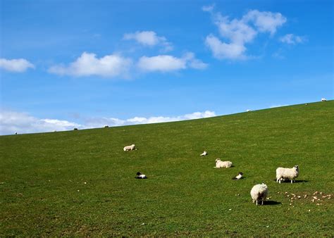 Sheep Wallpaper 63 Pictures