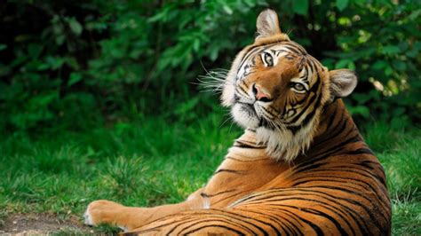 With fewer than 4,000 of these iconic animals in the wild today, tiger populations have been in a though their northern climate is far harsher than those of other tigers, these animals have some. TIGRE (Características, Tipos de Tigres, Qué comen, Dónde ...