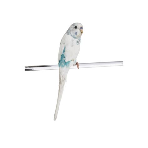 Anyone have their cat front claws declawed lately? Parakeets for Sale | Buy Fancy Rare Parakeets/Budgies for ...