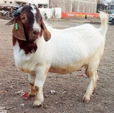 White Male African Boer Goats For Top Quality At Rs 100000piece In Jalgaon Id 25655144662