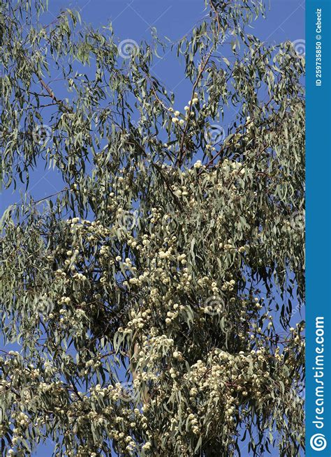 Blooming Eucalyptus Tree Branches Stock Photo Image Of Species Trees