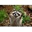 Pet Raccoons Good Idea Or Total Disaster Learn Where Theyre Legal