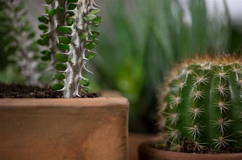 Right below, you'll learn about repotting a cactus. 10 Secrets to Successful Houseplants from the Experts ...