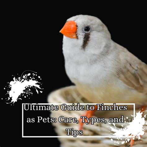 Ultimate Guide To Finches As Pets Care Types And Tips