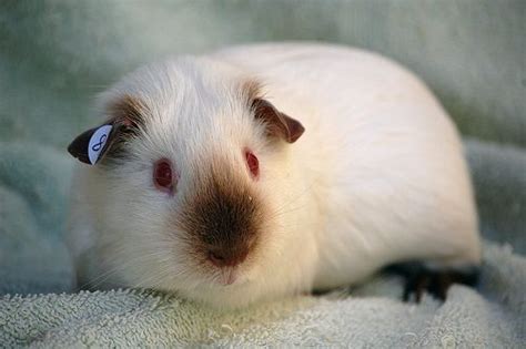 17 Best Images About Guinea Pigs On Pinterest Ceramics Cavy And Hamsters