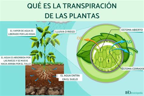 Transpiraci N De Las Plantas Qu Es Y Proceso Resumen