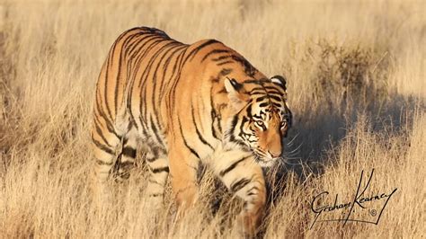 Wild Tigers In Africa Youtube