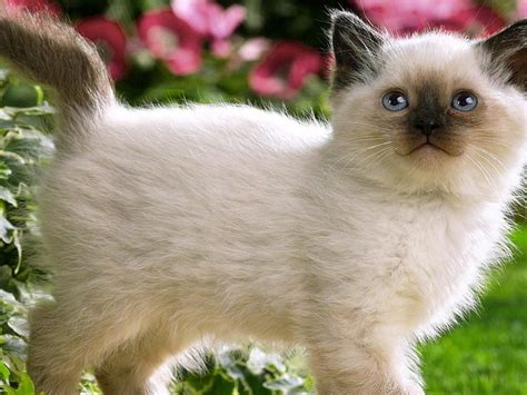 The History Of Balinese Kittens For Sale British Columbia Balinese