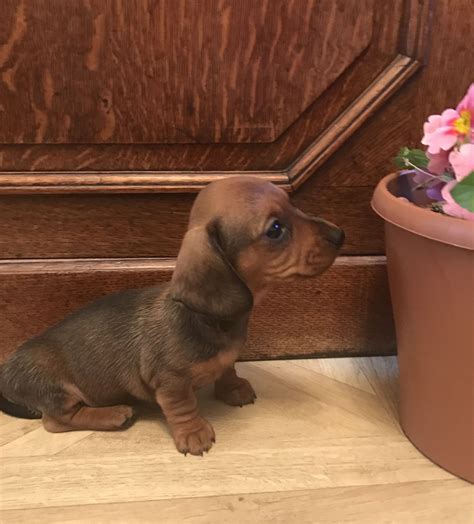 We provide a free lising service for dachshund breeders to advertise their puppies in akron, canton, cincinnati, cleveland, columbus, toledo, youngstown and anywhere else in ohio. Miniature Dachshund Puppies For Sale | Seattle, WA #192173