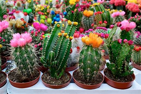 Cactus Con Flores Tipos Características Y Cuidados Básicos