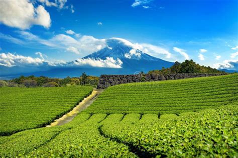Fuji Mountains And Green Tea Plantation In Shizuoka Japan Stock Photo